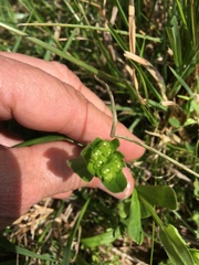 Valerianella locusta