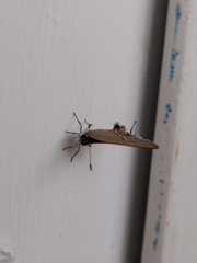 Electrostrymon hugon