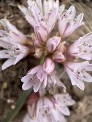 Allium parvum
