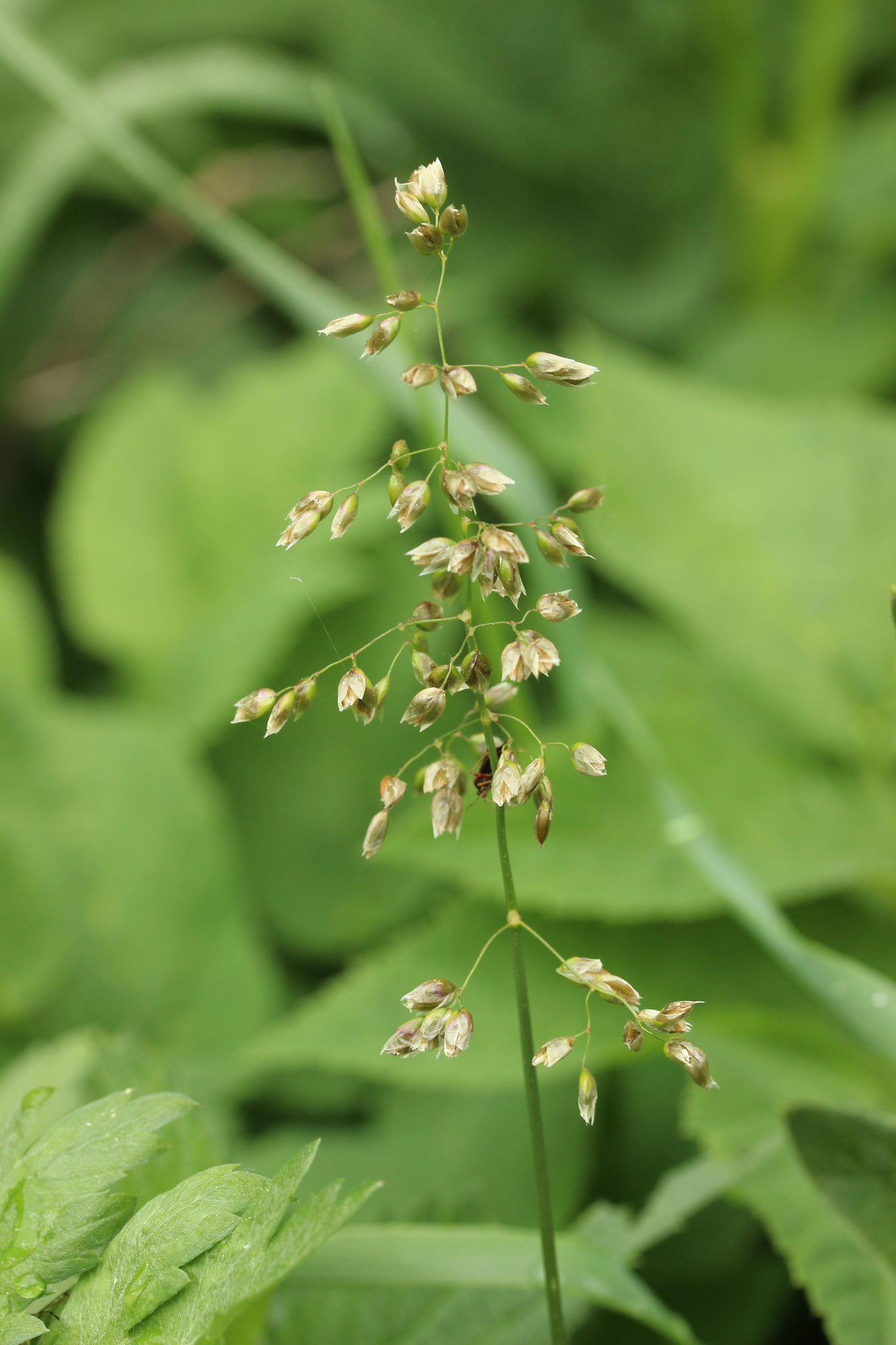 Hierochloe (Anthoxanthum) odorata