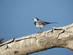 Motacilla alba