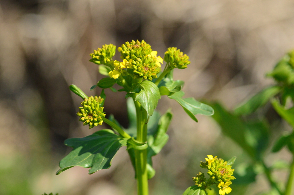bitter wintercress from Theodore Stone Forest Preserve on April 24