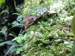 Elaphoglossum peltatum