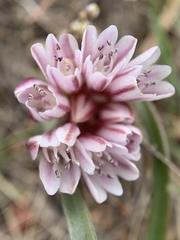 Allium parvum