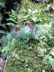 Elaphoglossum peltatum