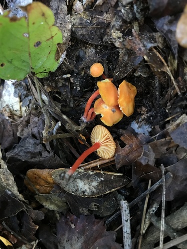 Hygrocybe parvula
