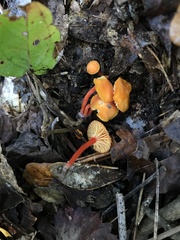 Hygrocybe parvula
