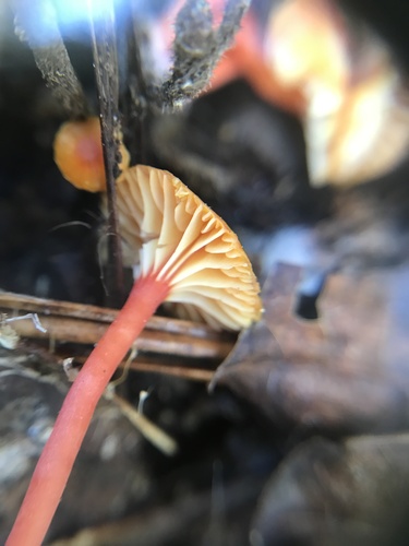 Hygrocybe parvula (Photo 2 of 4)