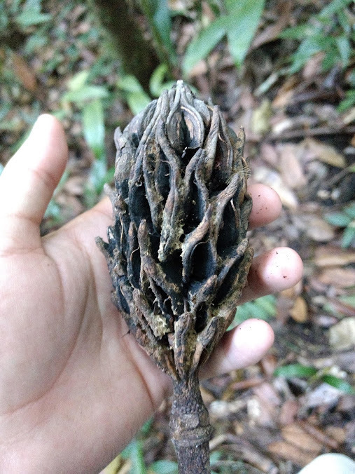 Magnolia mayae