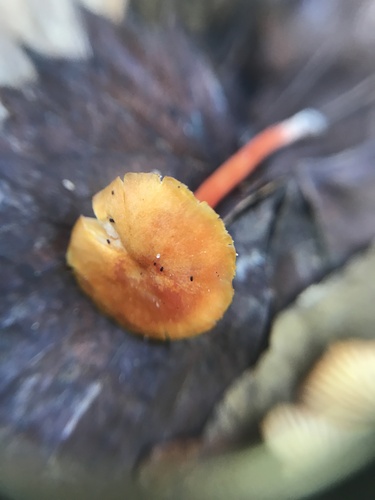 Hygrocybe parvula (Photo 3 of 4)