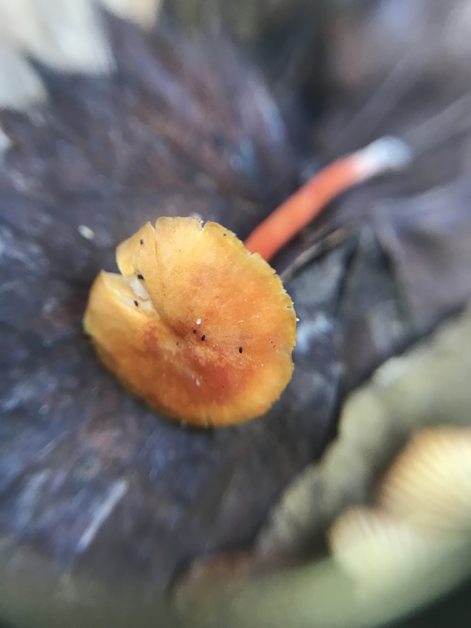 Hygrocybe parvula (Photo 3 of 4)