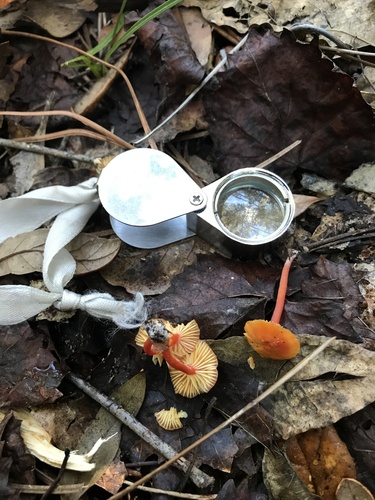 Hygrocybe parvula (Photo 4 of 4)