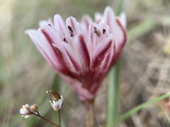 Allium parvum