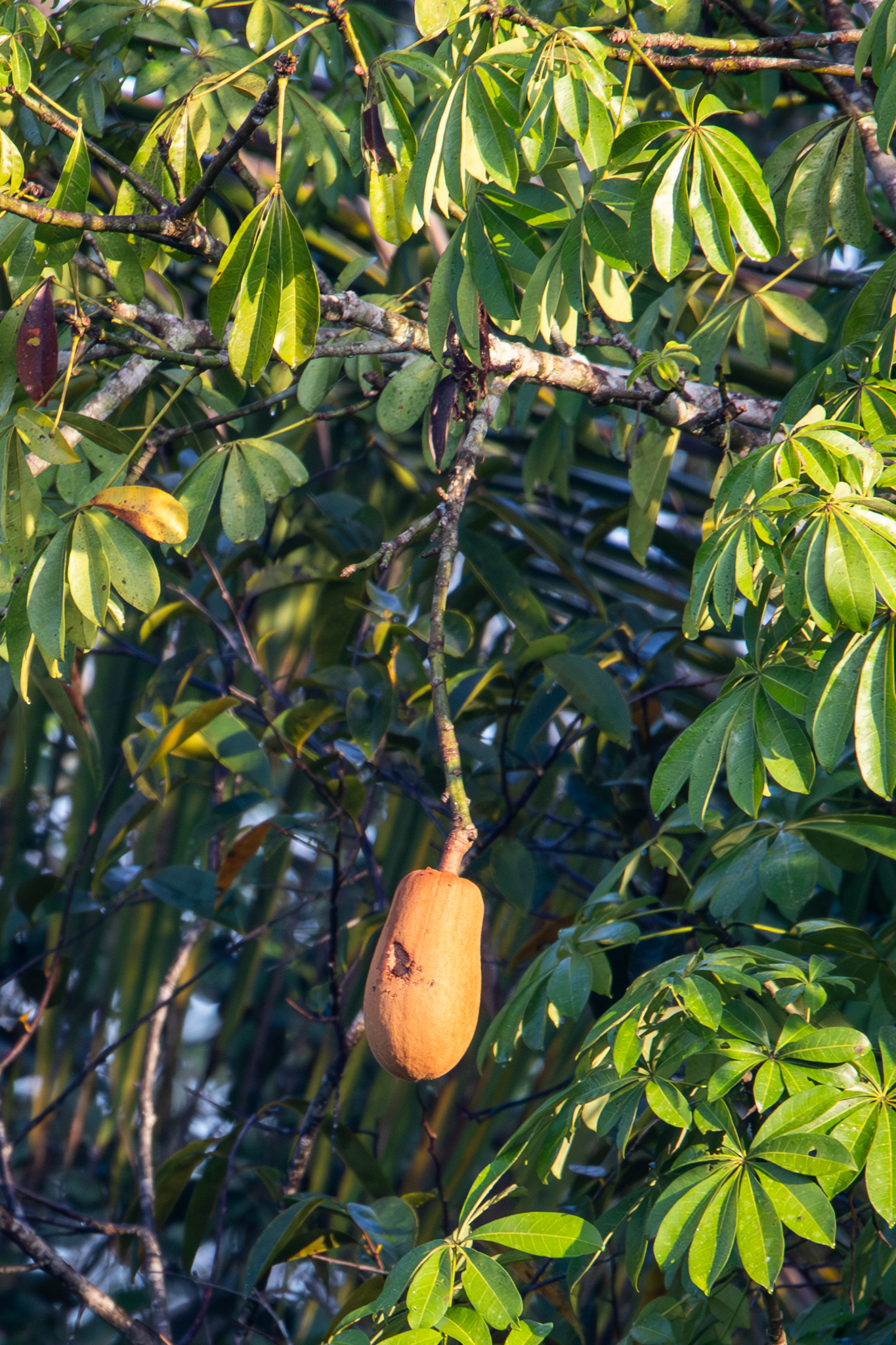 Imagem de Munguba
