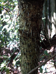 Astrocaryum mexicanum