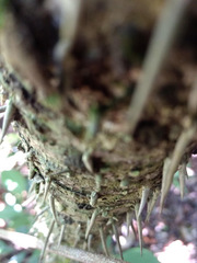 Astrocaryum mexicanum