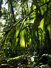 Astrocaryum mexicanum