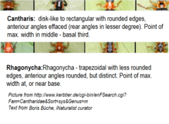 Rhagonycha nigritarsis