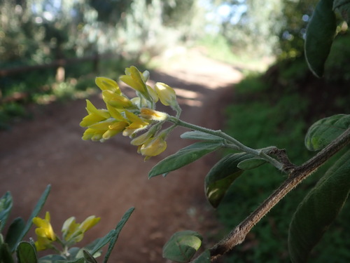 Rivasgodaya nervosa, photograph 6