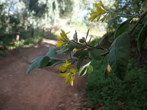 Rivasgodaya nervosa, photograph 3