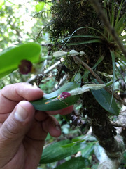 Restrepia muscifera