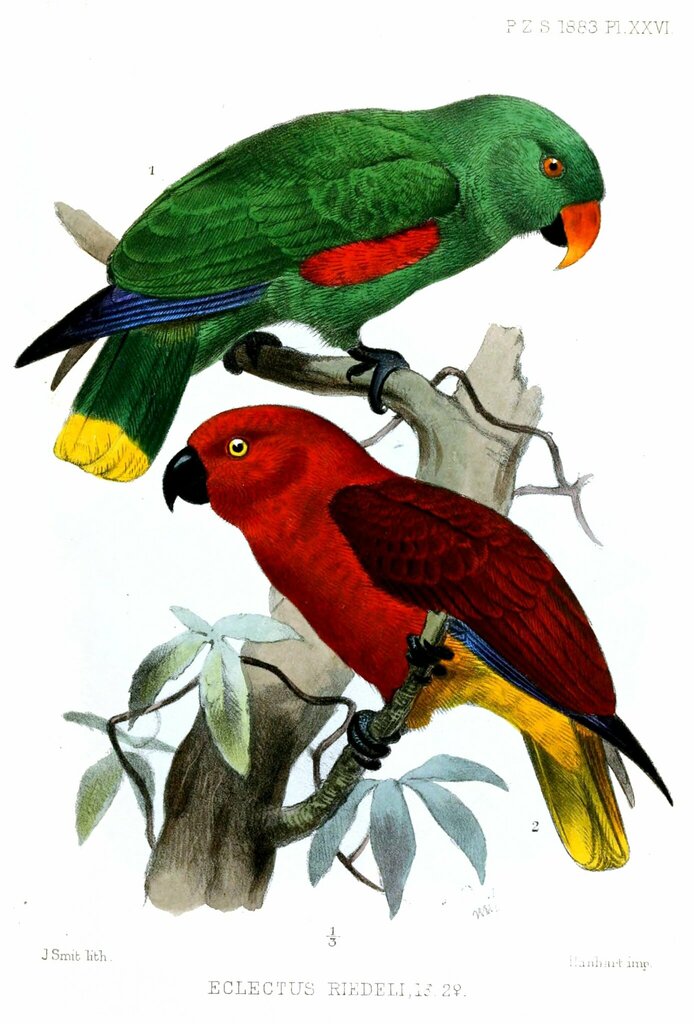 Tanimbar Eclectus