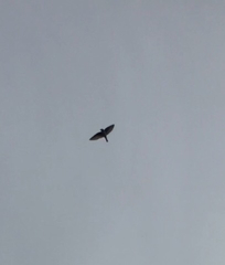 Petrochelidon pyrrhonota