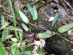 Pleurothallis pansamalae