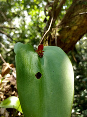 Pleurothallis cardiothallis