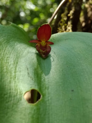 Pleurothallis cardiothallis