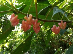 Drymonia strigosa