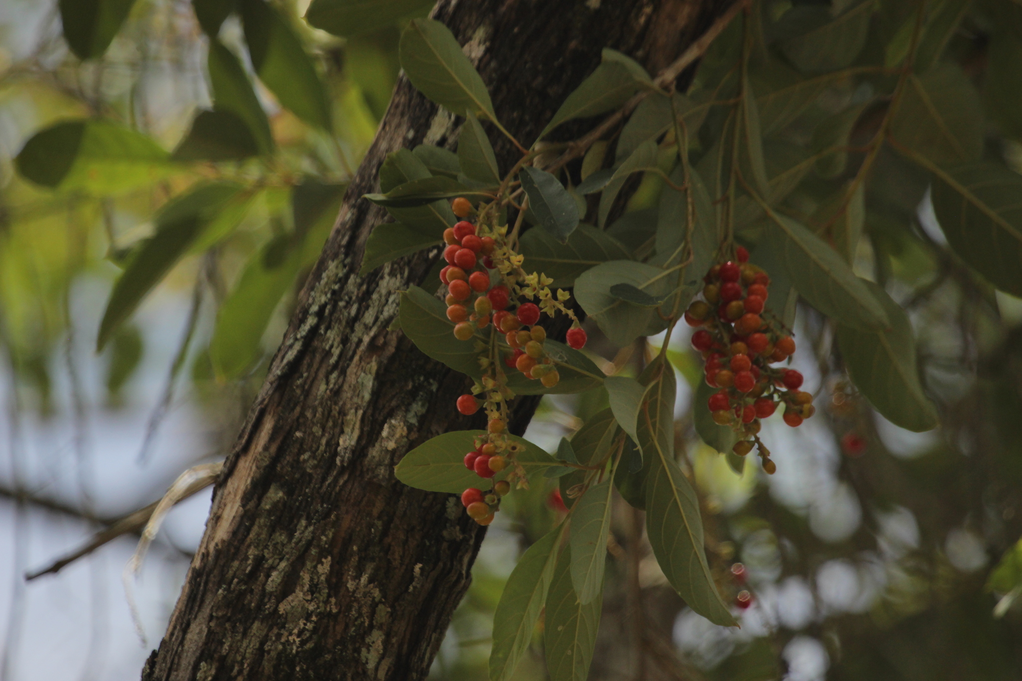Citharexylum myrianthum