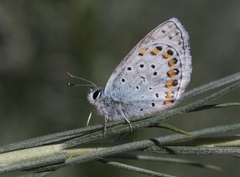 Plebejus melissa paradoxa