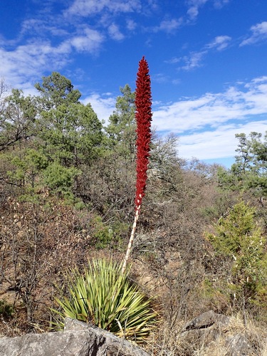 Dasylirion gentryi