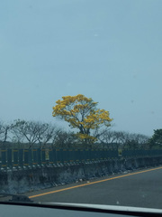 Handroanthus chrysanthus