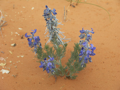 Sophora stenophylla