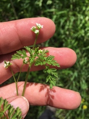 Chaerophyllum procumbens