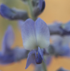 Sophora stenophylla