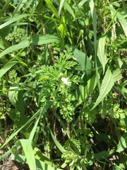 Chaerophyllum procumbens