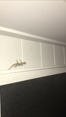 Hemidactylus frenatus