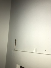 Hemidactylus frenatus