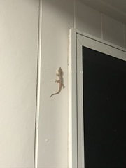 Hemidactylus frenatus