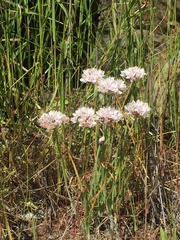 Allium amplectens
