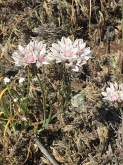 Allium amplectens