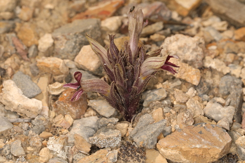 Image of Aphyllon corymbosum by (c) Steve Matson, some rights reserved (CC BY)