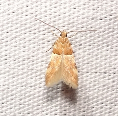 Theisoa constrictella