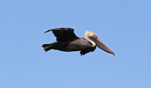Brown Pelican photographed in Alabama