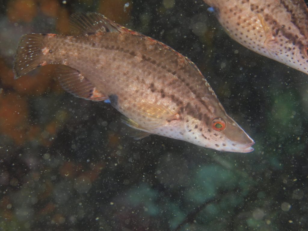 Pointed-Snout Wrasse