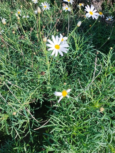 Foto de Margarida