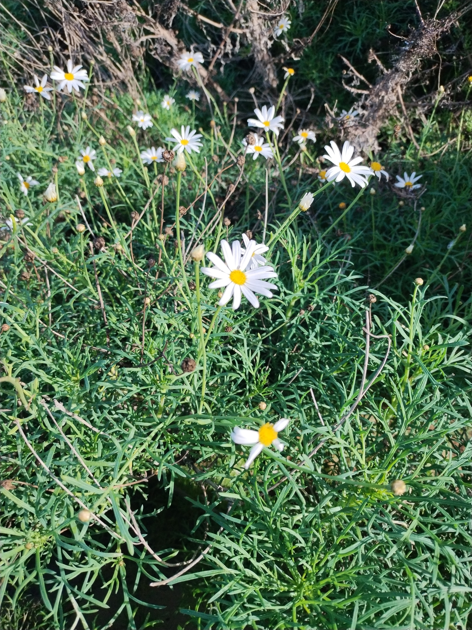 Imagem de Margarida